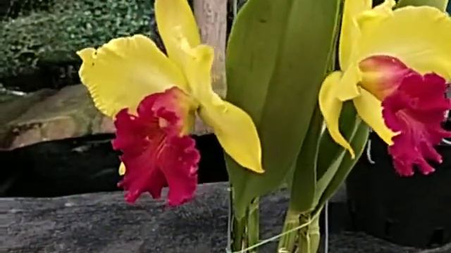 Rlc. Alma Kee смотреть онлайн