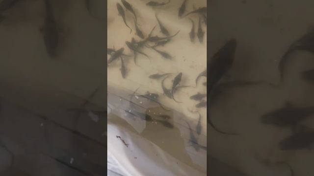 кормление малька белуги смотреть онлайн