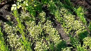 Уборка урожайного картофеля Беттина