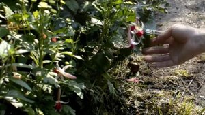 Фуксии в открытом грунте