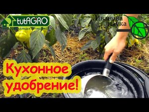 БЕЗ МИНЕРАЛЬНЫХ УДОБРЕНИЙ и НАВОЗА. Все растет как на дрожжах! Рецепт кухонного удобрения.