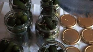 МАРИНОВАННЫЕ ОГУРЧИКИ корнишоны. Простой и удачный рецепт.