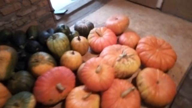 Урожай тыквы на даче. смотреть онлайн