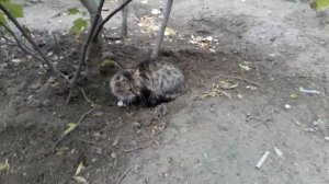 Кошка поймала мышь и играет