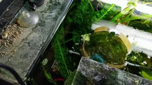 Аквариум 500л. Скиммер.