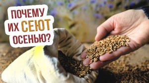 Осенний посев сидератов - ЧТО НУЖНО ЗНАТЬ?. Какие сидераты следует сажать под зиму и когда?