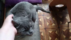 Кошка говорит / Как вытащить клеща у кошки?