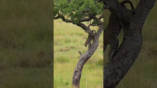 Love it....gather here for these jaguar incredible sighting... #subscribe