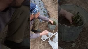 Как посадить клубнику в холмы под пленку.