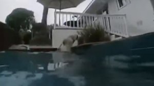 Самые прикольные животные нашей планеты