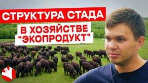 Структура стада в хозяйстве "Экопродукт" | Мясное животноводство
