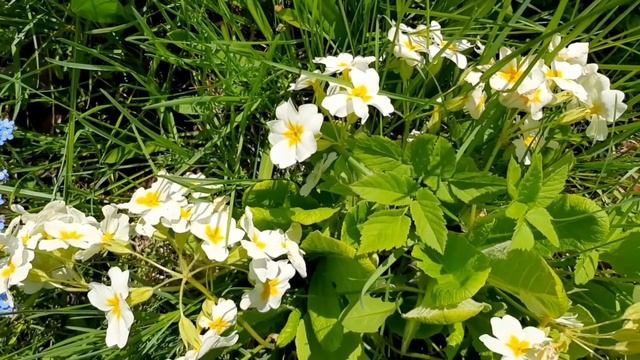 ДАЧНЫЙ БЛОГ. КРАСИВЫЕ ЦВЕТЫ В САДУ!/DACHA BLOG. BEAUTIFUL FLOWERS IN THE GARDEN! смотреть онлайн