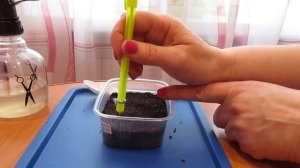 Посев пеларгонии(герань) плющелистной из семян 28.02.2018.