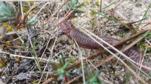 Culebrilla Ciega (Blanus cinereus)