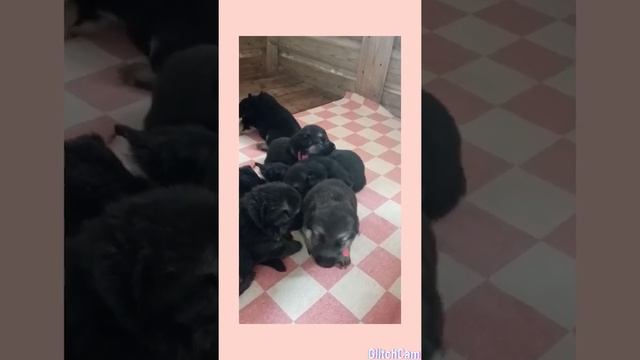 Щенки ВЕО! 3 недели! смотреть онлайн