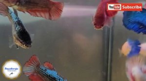 Отбор самок петушков/selection of Betta females