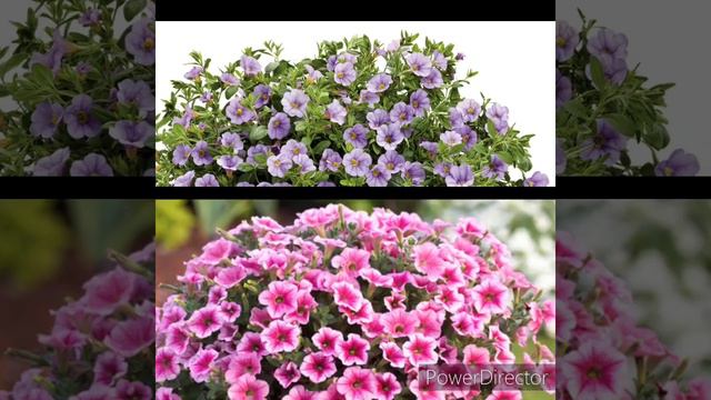 Сурфінія | Сульфінія смотреть онлайн