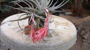 BROMÉLIA TILLANDSIA HOUSTON