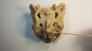 Анатомия#крестец#