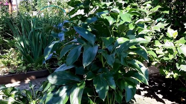 Уход за пионом после цветения + Подкормка смотреть онлайн