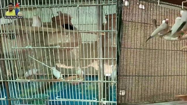 Java sparrow breeding formula | Java bird breeding formula | Breeding formula | Java finch | Birds смотреть онлайн