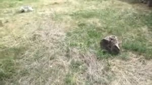 Гинкго билоба выращивание и потери Херсонская Лето 2022