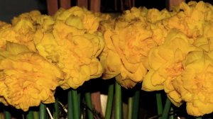 Narcissus Easter Tide