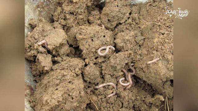 Как сделать самый лучший и быстрый компост смотреть онлайн