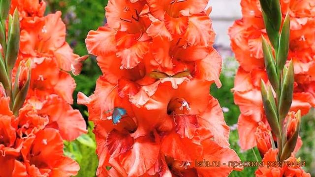 Минивитрина Гладиолус Омск 150 шт (2903310) - Купить по цене от 2 522.79 руб. Ин
