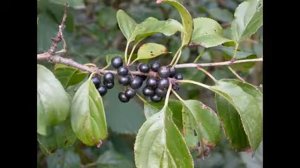 крушина ольховая описание