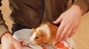 Как стричь когти морской свинке? Стрижка когтей у морских свинок