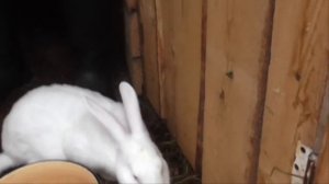 Кролики   содержание, уход и кормление  Как ухаживать, чем и как кормить кроликов