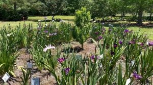 How to Care for Irises