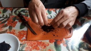 Чага березовая гриб, как растет, как заварить?