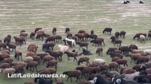 Гиссарские овцы.  Чеченская делегация посещает Фархарский племзавод Гиссар. 4-я серия