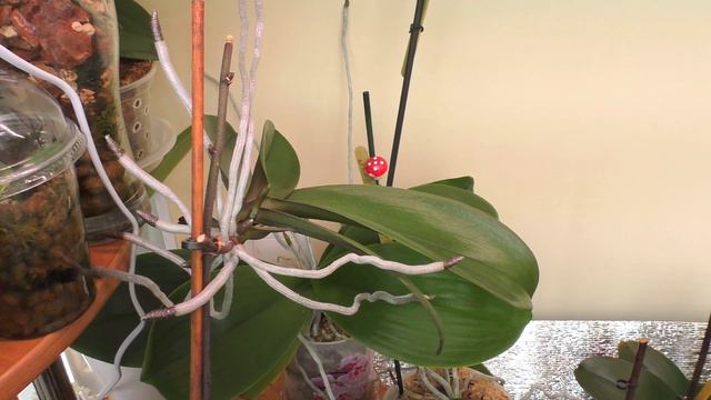 Орхидеи! Путь к красоте! Ч.2. смотреть онлайн