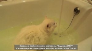 A kitten with varicoloured eyes likes to bath !!! Котенок с разноцветными глазами любит купаться !!