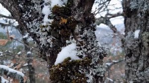 что такое ИНЬ йога