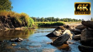 🌳 CALM RIVER 🌊 Relaxing Sounds 💫