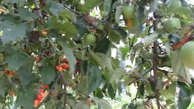 Жизнь на даче. Часть - шестая. смотреть онлайн