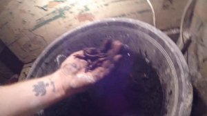 #дендробена день 96 | мои самые огормные размеры дождевых червей дендробена венета