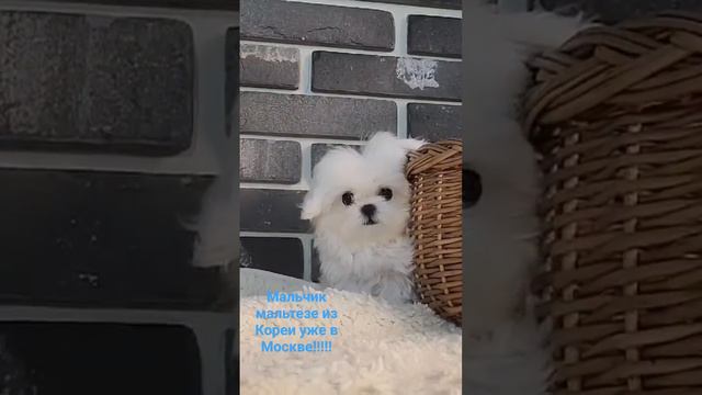 Мальтезе из Кореи продажа !!! #мальтезекорея #мальтийскаяболонкакорея