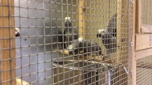 Жако краснохвостый (Psittacus erithacus erithacus) продажа оптом