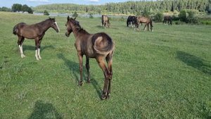 Продажа Ахалтекинских лошадей Sale of Akhal-Teke horses