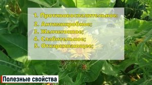 Девясил лечебные свойства и противопоказания (Кратко и Понятно!) | Лекарственные растения