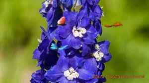 Дельфиниум гибридный Бенарис Пацифик Кинг Артур ? обзор: как сажать, семена дельфиниума