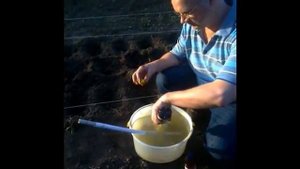 Биопрепараты Имуназот Грибофит Применение на рассаде