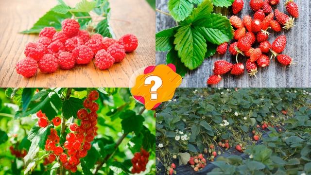 Ягоды. ? Викторина для детей. ? Угадываем ягоды по картинкам.