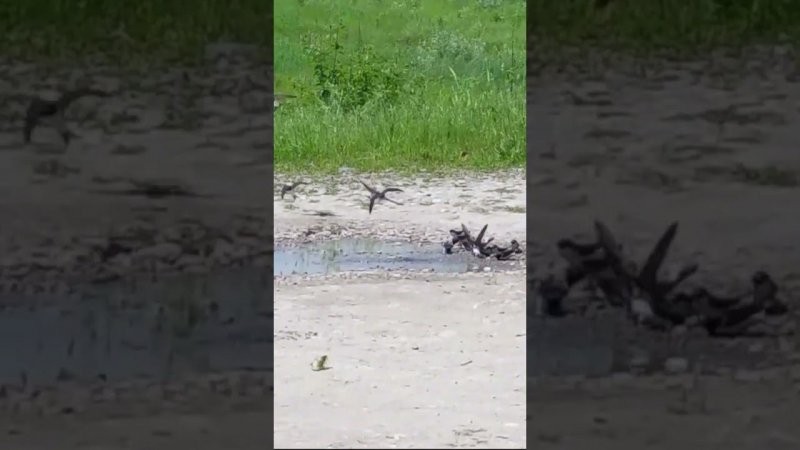 Swallows Sing and Build Nests