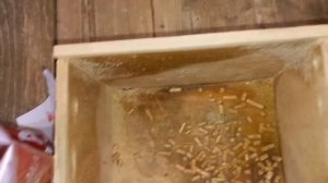 Оставляем птенцов для дальнейшего разведения.  Хороший выводок птенцов волнистых попугаев.